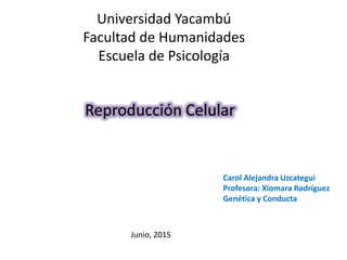 Universidad Yacambú
Facultad de Humanidades
Escuela de Psicología
Reproducción Celular
Carol Alejandra Uzcategui
Profesora: Xiomara Rodríguez
Genética y Conducta
Junio, 2015
 
