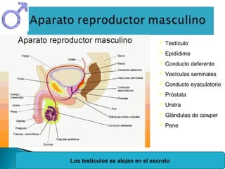  Testículo
 Epidídimo
 Conducto deferente
 Vesículas seminales
 Conducto eyaculatorio
 Próstata
 Uretra
 Glándulas de cowper
 Pene

Los testículos se alojan en el escroto

 