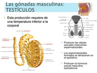 

Esta producción requiere de
una temperatura inferior a la
corporal



Producen las células
sexuales masculinas:
espermatozoides



Los espermatozoides
formados se almacenan en
el epidídimo



Producen la hormona
sexual masculina:
testosterona

 