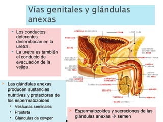 





Los conductos
deferentes
desembocan en la
uretra.
La uretra es también
el conducto de
evacuación de la
vejiga.

Las glándulas anexas
producen sustancias
nutritivas y protectoras de
los espermatozoides




Vesículas seminales
Próstata
Glándulas de cowper



Espermatozoides y secreciones de las
glándulas anexas  semen

 