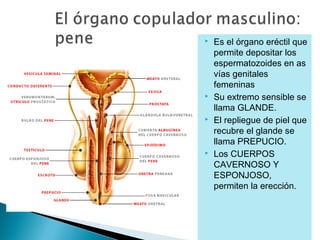 







Es el órgano eréctil que
permite depositar los
espermatozoides en as
vías genitales
femeninas
Su extremo sensible se
llama GLANDE.
El repliegue de piel que
recubre el glande se
llama PREPUCIO.
Los CUERPOS
CAVERNOSO Y
ESPONJOSO,
permiten la erección.

 