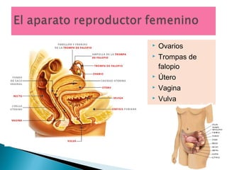 

Ovarios





Trompas de
falopio
Útero



Vagina



Vulva

 