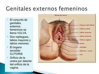 







El conjunto de
genitales
externos
femeninos se
llama VULVA.
Dos repliegues,
labios mayores y
labios menores.
El órgano
sensible:
CLÍTORIS
Orificio de la
uretra por delante
del orificio de la
vagina.

 
