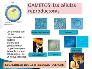 

Los gametos son
células
especializadas en
portar la
información
genética de los
progenitores para
formar la primera
célula (zigoto) de
un nuevo individuo

espermatozoides

óvulos

embrión
fecundación

zigoto

La formación de gametos se llama GAMETOGÉNESIS

 