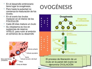 







En el desarrollo embrionario
tiene lugar la ovogénesis.
Pero hasta la pubertad no
comienza la maduración de los
óvulos.
En el ovario los óvulos
maduran en el interior de los
FOLÍCULOS
Cada 28 días madura un óvulo
Su citoplasma es rico en
sustancias de reserva:
VITELO, para nutrir al embrión
al comienzo de su desarrollo

El proceso de liberación de un
El proceso de liberación de un
óvulo en la pared del ovario se
óvulo en la pared del ovario se
denomina OVULACIÓN
denomina OVULACIÓN

 