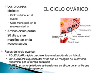 

Los procesos
cíclicos:
◦ Ciclo ovárico, en el
ovario
◦ Ciclo menstrual, en la
mucosa uterina.





Ambos ciclos duran
28 días, y se
manifiestan en la
menstruación.

Fases del ciclo ovárico:





FOLICULAR: rápido crecimiento y maduración de un folículo
OVULACIÓN: expulsión del óvulo que es recogido de la cavidad
abdominal por la trompa de falopio
LÚTEA: el resto de folículo se transforma en el cuerpo amarillo que
degenera hasta desaparecer

 