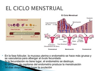 




En la fase folicular, la mucosa uterina o endometrio se hace más gruesa y
se vasculariza para albergar al óvulo fecundado
Si la fecundación no tiene lugar, el endometrio se destruye.
El desgarro de capilares del endometrio produce la menstruación
14 días después tiene lugar la ovulación

 
