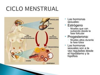 



Las hormonas
sexuales:

Estrógeno

◦ Niveles que van
subiendo desde la
fase folicular



Progesterona:

◦ Niveles altos durante
la fase lútea



Las hormonas
sexuales son a la
vez reguladas desde
el hipotálamo y la
hipófisis

 