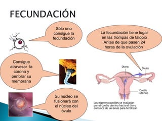 Sólo uno
consigue la
fecundación

Consigue
atravesar la
corona y
perforar su
membrana

Su núcleo se
fusionará con
el núcleo del
óvulo

La fecundación tiene lugar
en las trompas de falopio
Antes de que pasen 24
horas de la ovulación

 