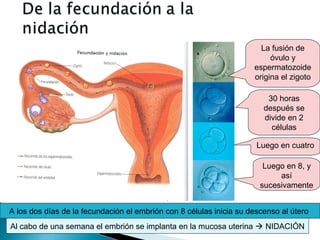 La fusión de
óvulo y
espermatozoide
origina el zigoto
30 horas
después se
divide en 2
células
Luego en cuatro
Luego en 8, y
así
sucesivamente
A los dos días de la fecundación el embrión con 8 células inicia su descenso al útero
Al cabo de una semana el embrión se implanta en la mucosa uterina  NIDACIÓN

 