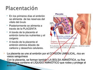










En los primeros días el embrión
se alimenta de las reservas del
vitelo del óvulo
Posteriormente se alimenta a
través de la PLACENTA
A través de la placenta el
embrión toma los nutrientes y el
oxígeno
A través de la placenta el
embrión elimina dióxido de
carbono y desechos celulares.

La placenta se une al embrión por el CORDÓN UMBILICAL, rico en
vasos sanguíneos
Con la placenta, se forman también LA BOLSA AMNIÓTICA, su fina
membrana contiene el LÍQUIDO AMNIÓTICO que rodea y protege al
embrión

 