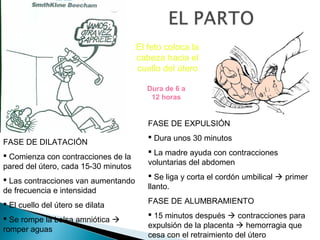 El feto coloca la
cabeza hacia el
cuello del útero
Dura de 6 a
12 horas

FASE DE EXPULSIÓN
FASE DE DILATACIÓN
 Comienza con contracciones de la
pared del útero, cada 15-30 minutos

 Dura unos 30 minutos
 La madre ayuda con contracciones
voluntarias del abdomen

 Las contracciones van aumentando
de frecuencia e intensidad

 Se liga y corta el cordón umbilical  primer
llanto.

 El cuello del útero se dilata

FASE DE ALUMBRAMIENTO

 Se rompe la bolsa amniótica 
romper aguas

 15 minutos después  contracciones para
expulsión de la placenta  hemorragia que
cesa con el retraimiento del útero

 