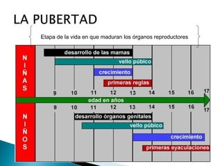Etapa de la vida en que maduran los órganos reproductores

 