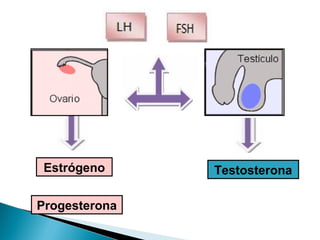Estrógeno
Progesterona

Testosterona

 