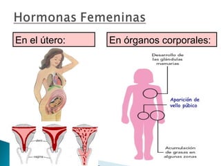 En el útero:

En órganos corporales:

Aparición de
vello púbico

 