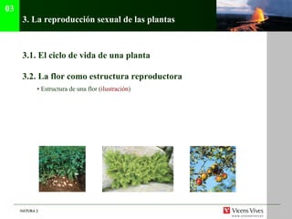 3.  La reproducción sexual de las plantas 3.1.  El ciclo de vida de una planta 3.2. La flor como estructura reproductora •  Estructura de una flor ( ilustraci ón ) 03 