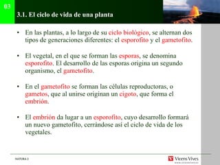 3.1.  El ciclo de vida de una planta En las plantas, a lo largo de su  ciclo biológico , se alternan dos tipos de generaciones diferentes: el  esporofito  y el  gametofito .  El vegetal, en el que se forman las  esporas , se denomina  esporofito . El desarrollo de las esporas origina un segundo organismo, el  gametofito . En el  gametofito  se forman las células reproductoras, o  gametos , que al unirse originan un  cigoto , que forma el  embrión . El  embrión  da lugar a un  esporofito , cuyo desarrollo formará un nuevo gametofito, cerrándose así el ciclo de vida de los vegetales. 03 