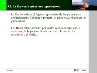 3.2.  La flor como estructura reproductora La  flor  constituye el órgano reproductor de las plantas más evolucionadas. Contiene y protege los gametos, alojados en los gametofitos. Las flores están formadas por cuatro capas concéntricas, o  verticilos , de hojas modificadas: el  cáliz , la  corola , los  estambres  y el  pistilo . 03 