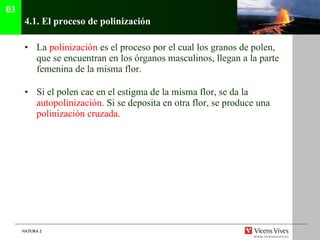 4.1. El proceso de polinización La  polinización  es el proceso por el cual los granos de polen, que se encuentran en los órganos masculinos, llegan a la parte femenina de la misma flor. Si el polen cae en el estigma de la misma flor, se da la  autopolinización . Si se deposita en otra flor, se produce una  polinización   cruzada . 03 