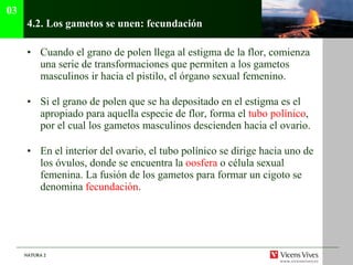 4.2.  Los gametos se unen: fecundación Cuando el grano de polen llega al estigma de la flor, comienza una serie de transformaciones que permiten a los gametos masculinos ir hacia el pistilo, el órgano sexual femenino. Si el grano de polen que se ha depositado en el estigma es el apropiado para aquella especie de flor, forma el  tubo polínico , por el cual los gametos masculinos descienden hacia el ovario. En el interior del ovario, el tubo polínico se dirige hacia uno de los óvulos, donde se encuentra la  oosfera  o célula sexual femenina. La fusión de los gametos para formar un cigoto se denomina  fecundación . 03 