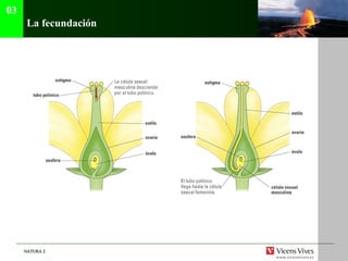 La fecundación 03 