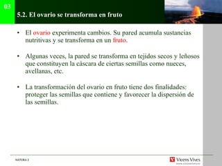 5.2.  El ovario se transforma en fruto El  ovario  experimenta cambios. Su pared acumula sustancias nutritivas y se transforma en un  fruto .  Algunas veces, la pared se transforma en tejidos secos y leñosos que constituyen la cáscara de ciertas semillas como nueces, avellanas, etc. La transformación del ovario en fruto tiene dos finalidades: proteger las semillas que contiene y favorecer la dispersión de las semillas. 03 