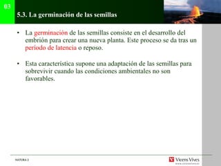 5.3.  La germinación de las semillas La  germinación  de las semillas consiste en el desarrollo del embrión para crear una nueva planta. Este proceso se da tras un  período de latencia  o reposo. Esta característica supone una adaptación de las semillas para sobrevivir cuando las condiciones ambientales no son favorables. 03 