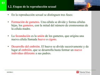 1.2.  Etapas de la reproducción sexual En la reproducción sexual se distinguen tres fases: Formación de gametos.  Una célula se divide y forma células hijas, los  gametos , con la mitad del número de cromosomas de la célula madre. La  fecundación  es la  unión  de los gametos, que origina una nueva célula llamada  huevo  o  cigoto . Desarrollo del embrión.  El huevo se divide sucesivamente y da lugar al  embrión , que se desarrolla hasta formar un  nuevo individuo diferente  a sus padres. 03 