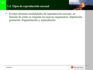 1.3.  Tipos de reproducción asexual Existen distintas modalidades de reproducción asexual, en función de cómo se originan los nuevos organismos: bipartición, gemación, fragmentación y esporulación. 03 