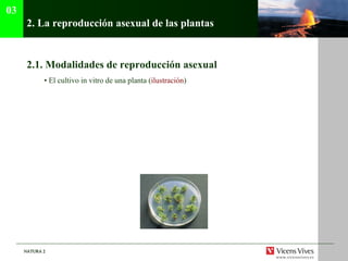 2.  La reproducci ón asexual de las plantas 2.1.  Modalidades de reproducción asexual •  El cultivo in vitro de una planta ( ilustraci ón ) 03 