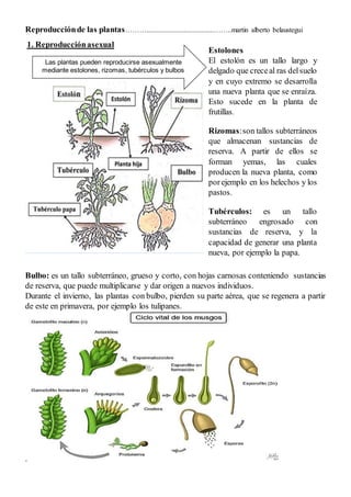 Reproducciónde las plantas………......................................……..martin alberto belaustegui
1. Reproducciónasexual
Bulbo: es un tallo subterráneo, grueso y corto, con hojas carnosas conteniendo sustancias
de reserva, que puede multiplicarse y dar origen a nuevos individuos.
Durante el invierno, las plantas con bulbo, pierden su parte aérea, que se regenera a partir
de este en primavera, por ejemplo los tulipanes.
.
Estolones
El estolón es un tallo largo y
delgado que creceal ras delsuelo
y en cuyo extremo se desarrolla
una nueva planta que se enraíza.
Esto sucede en la planta de
frutillas.
Rizomas:son tallos subterráneos
que almacenan sustancias de
reserva. A partir de ellos se
forman yemas, las cuales
producen la nueva planta, como
porejemplo en los helechos y los
pastos.
Tubérculos: es un tallo
subterráneo engrosado con
sustancias de reserva, y la
capacidad de generar una planta
nueva, por ejemplo la papa.
Las plantas pueden reproducirse asexualmente
mediante estolones, rizomas, tubérculos y bulbos
 