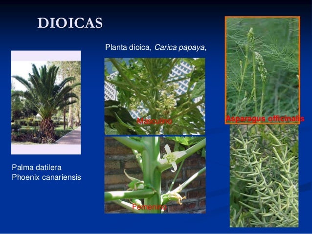 Tipos De Reproduccion De Las Plantas