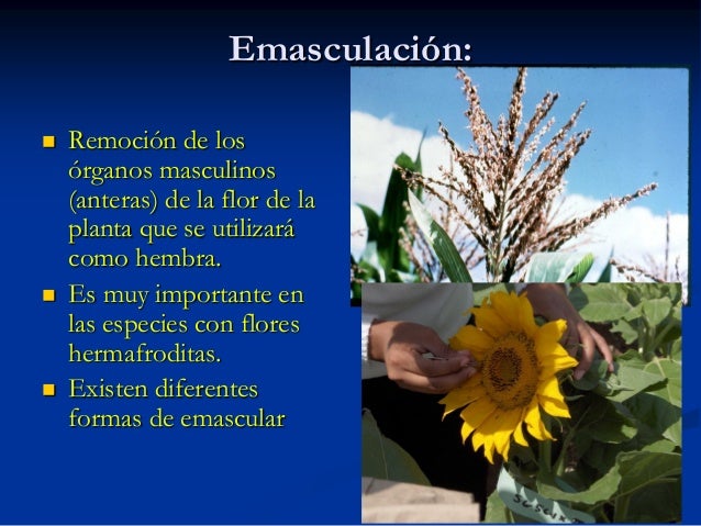 Resultado de imagen para Emasculación abierta