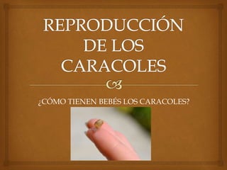 ¿CÓMO TIENEN BEBÉS LOS CARACOLES?
 