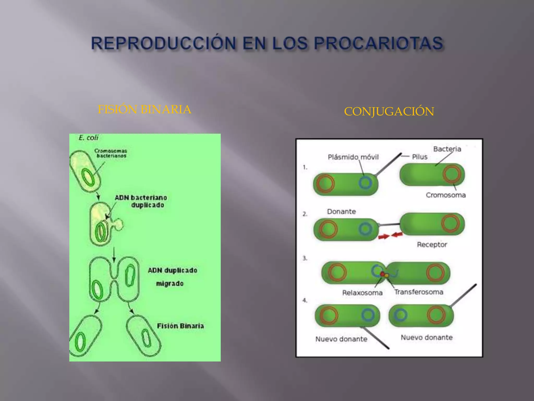 Reproducción de moneras a plantas | PPTX