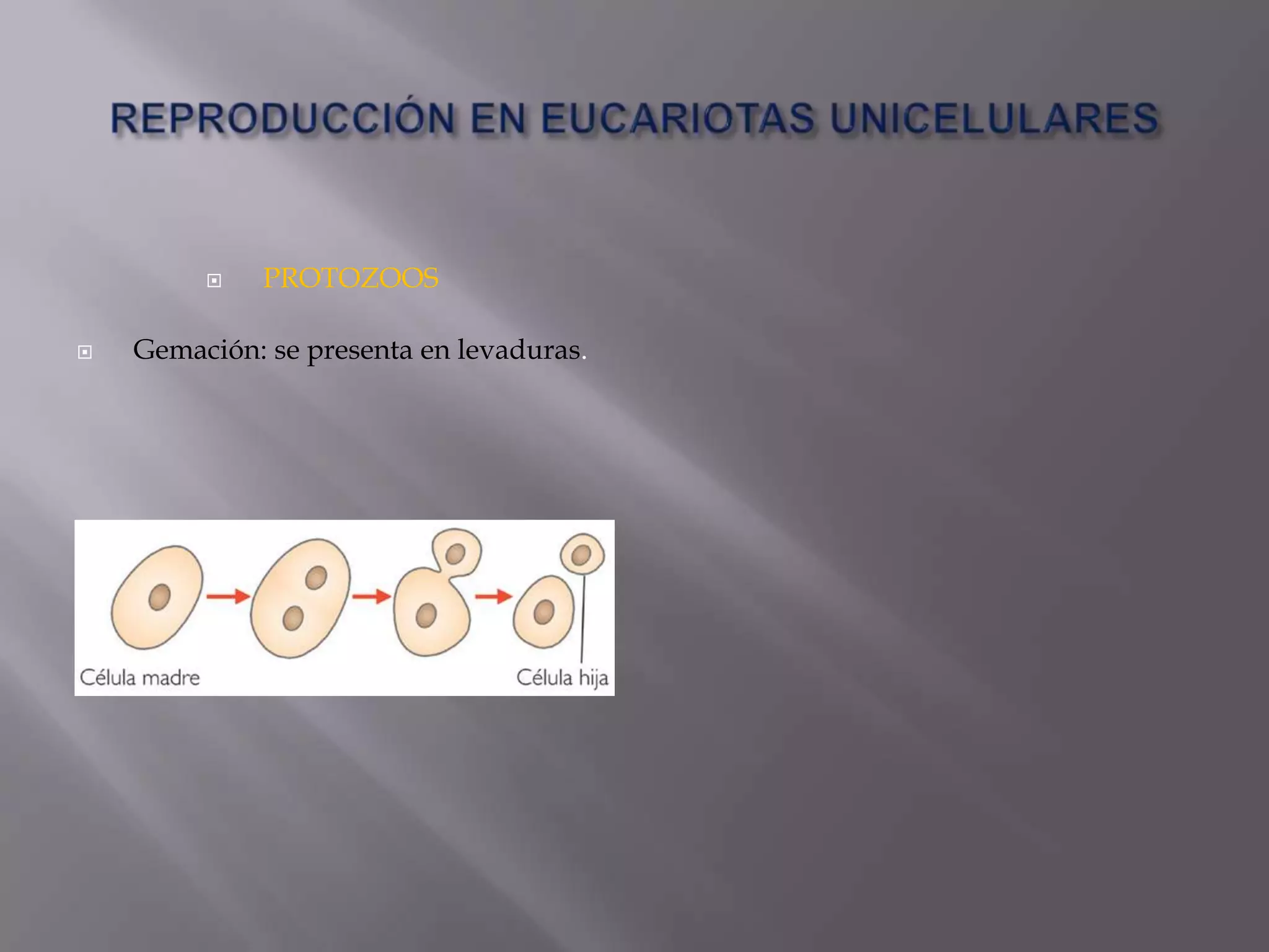 Reproducción de moneras a plantas | PPTX