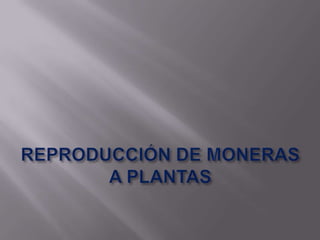 REPRODUCCIÓN DE MONERAS A PLANTAS 