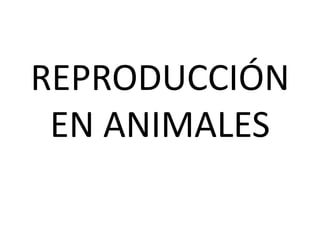 REPRODUCCIÓN
EN ANIMALES
 