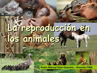 La reproducción enLa reproducción en
los animaleslos animales
Pedro Manuel Soto Guerrero – Docente ITMA
 