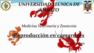 UNIVERSIDAD TECNICA DE
AMBATO

Ecuador

Medicina Veterinaria y Zootecnia

Reproducción en camarones
Fernanda Boada

 