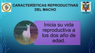 Ecuador
CARACTERÍSTICAS REPRODUCTIVAS
DEL MACHO
Inicia su vida
reproductiva a
los dos año de
edad.
 