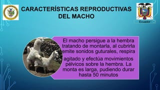 Ecuador
CARACTERÍSTICAS REPRODUCTIVAS
DEL MACHO
El macho persigue a la hembra
tratando de montarla, al cubrirla
emite sonidos guturales, respira
agitado y efectúa movimientos
pélvicos sobre la hembra. La
monta es larga, pudiendo durar
hasta 50 minutos
 
