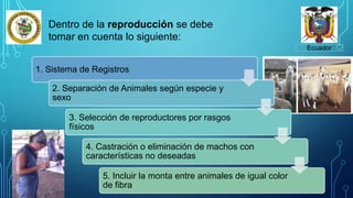 Ecuador
Dentro de la reproducción se debe
tomar en cuenta lo siguiente:
1. Sistema de Registros
2. Separación de Animales según especie y
sexo
3. Selección de reproductores por rasgos
físicos
4. Castración o eliminación de machos con
características no deseadas
5. Incluir la monta entre animales de igual color
de fibra
 