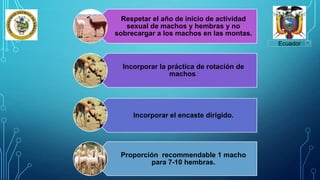 Respetar el año de inicio de actividad
sexual de machos y hembras y no
sobrecargar a los machos en las montas.
Incorporar la práctica de rotación de
machos:
Incorporar el encaste dirigido.
Proporción recommendable 1 macho
para 7-10 hembras.
Ecuador
 