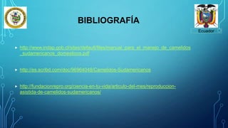 Ecuador
 http://www.indap.gob.cl/sites/default/files/manual_para_el_manejo_de_camelidos
_sudamericanos_domesticos.pdf
 http://es.scribd.com/doc/96964048/Camelidos-Sudamericanos
 http://fundacionrepro.org/ciencia-en-tu-vida/articulo-del-mes/reproduccion-
asistida-de-camelidos-sudamericanos/
BIBLIOGRAFÍA
 
