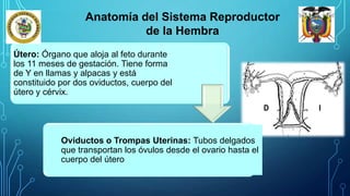 Útero: Órgano que aloja al feto durante
los 11 meses de gestación. Tiene forma
de Y en llamas y alpacas y está
constituido por dos oviductos, cuerpo del
útero y cérvix.
Oviductos o Trompas Uterinas: Tubos delgados
que transportan los óvulos desde el ovario hasta el
cuerpo del útero
Anatomía del Sistema Reproductor
de la Hembra
 