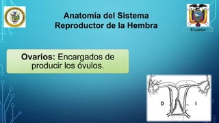 Ecuador
Anatomía del Sistema
Reproductor de la Hembra
Ovarios: Encargados de
producir los óvulos.
 