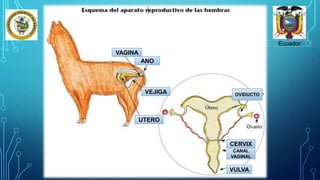Ecuador
VAGINA
ANO
VEJIGA
UTERO
OVIDUCTO
CERVIX
VULVA
CANAL
VAGINAL
 