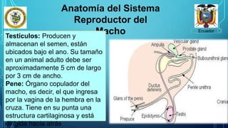 Ecuador
Anatomía del Sistema
Reproductor del
Macho
Testículos: Producen y
almacenan el semen, están
ubicados bajo el ano. Su tamaño
en un animal adulto debe ser
aproximadamente 5 cm de largo
por 3 cm de ancho.
Pene: Órgano copulador del
macho, es decir, el que ingresa
por la vagina de la hembra en la
cruza. Tiene en su punta una
estructura cartilaginosa y está
dirigida hacia atrás
 