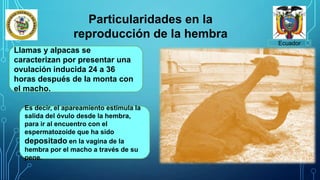 Ecuador
Particularidades en la
reproducción de la hembra
Llamas y alpacas se
caracterizan por presentar una
ovulación inducida 24 a 36
horas después de la monta con
el macho.
Es decir, el apareamiento estimula la
salida del óvulo desde la hembra,
para ir al encuentro con el
espermatozoide que ha sido
depositado en la vagina de la
hembra por el macho a través de su
pene.
 